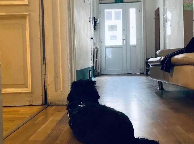 Black Dog אכסניה