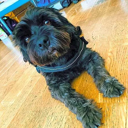 Black Dog * ブダペスト