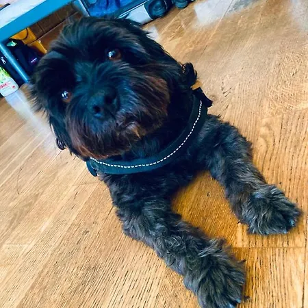 Black Dog